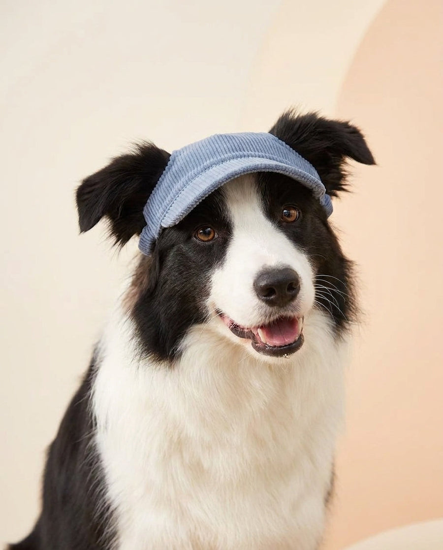 Dog wearing the wide-brim corduroy sun hat outdoors