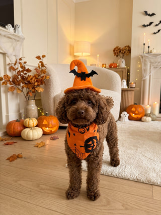 Halloween Hat & Bandana Set